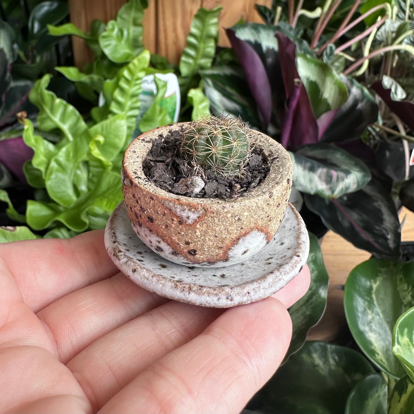 Ruth Elliot Small Pot and Saucer