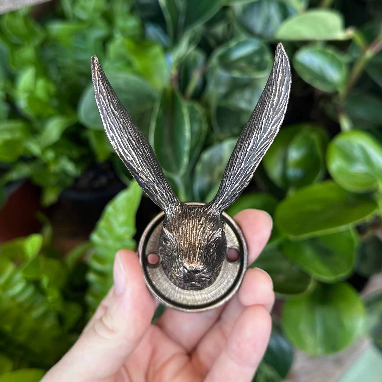 Novelty Wall Hooks