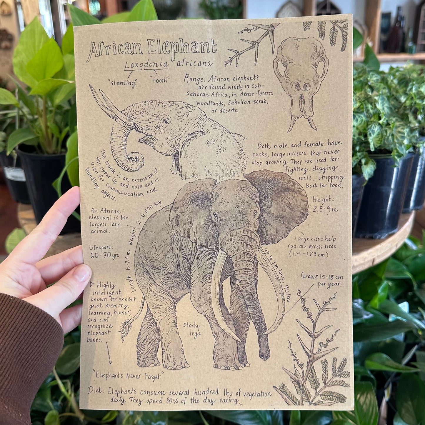 A4 Prints